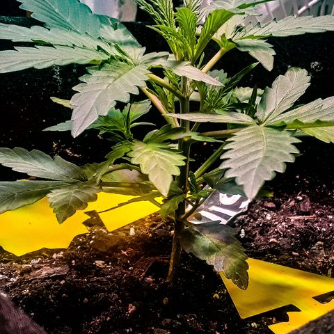 Girl Scout Cookies  growlog timeline photo