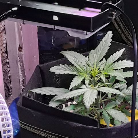 Girl Scout Cookies  growlog timeline photo