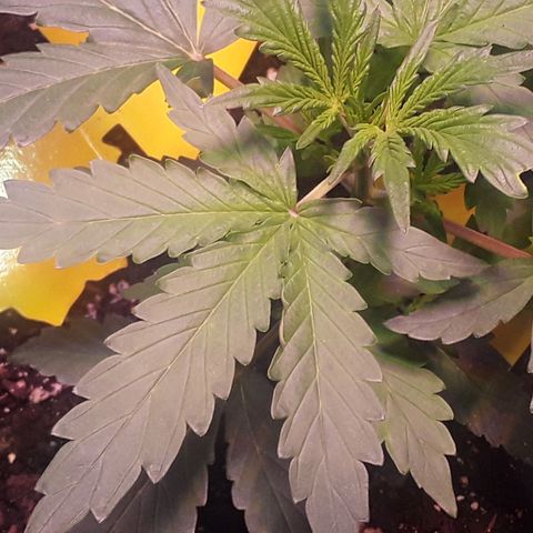 Girl Scout Cookies  growlog timeline photo