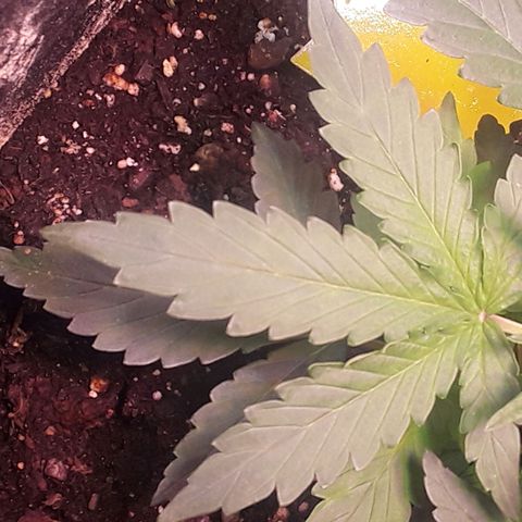 Girl Scout Cookies  growlog timeline photo