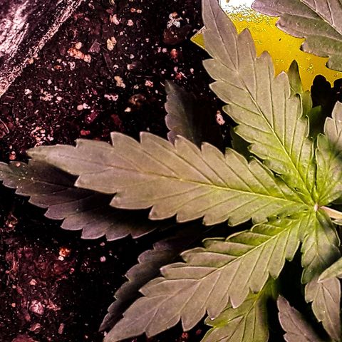 Girl Scout Cookies  growlog timeline photo