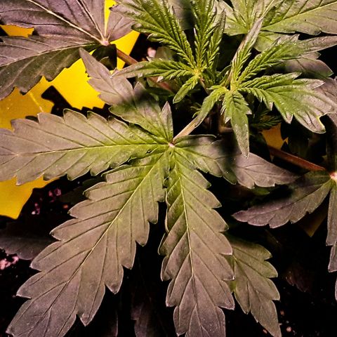 Girl Scout Cookies  growlog timeline photo
