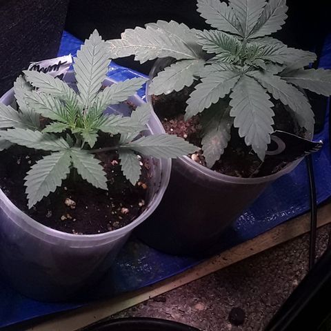 Kilimanjaro  growlog timeline photo