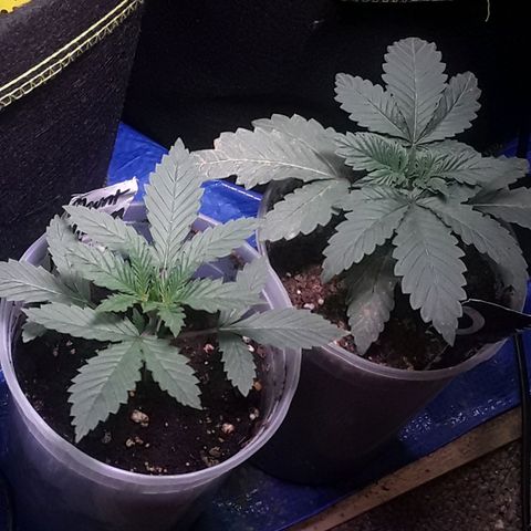 Bubba Haze  growlog timeline photo