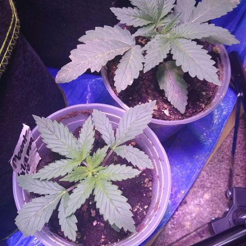 Bubba Haze  growlog timeline photo