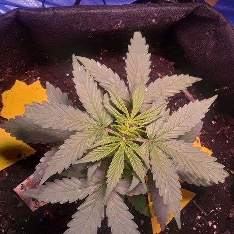 Gorilla Glue Auto  growlog timeline photo