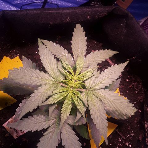Gorilla Glue Auto  growlog timeline photo