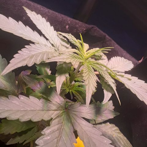 Gorilla Glue Auto  growlog timeline photo