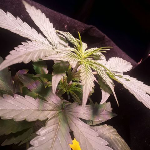 Gorilla Glue Auto  growlog timeline photo