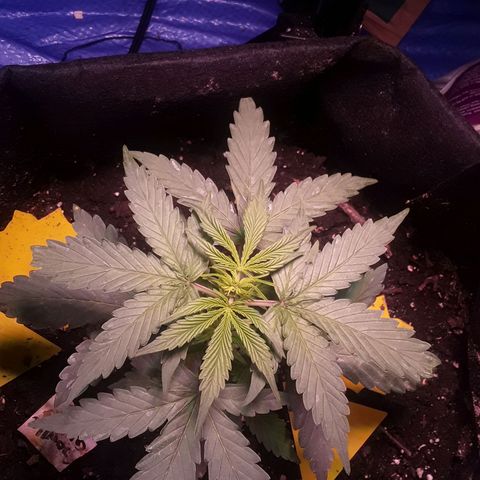 Gorilla Glue Auto  growlog timeline photo