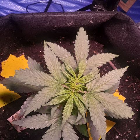 Gorilla Glue Auto  growlog timeline photo