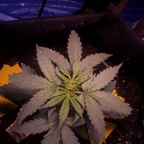 Gorilla Glue Auto  growlog timeline photo
