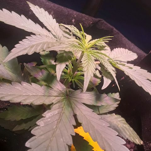 Gorilla Glue Auto  growlog timeline photo