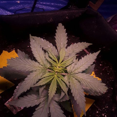 Gorilla Glue Auto  growlog timeline photo
