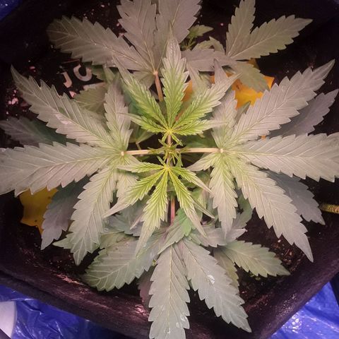 Girl Scout Cookies  growlog timeline photo