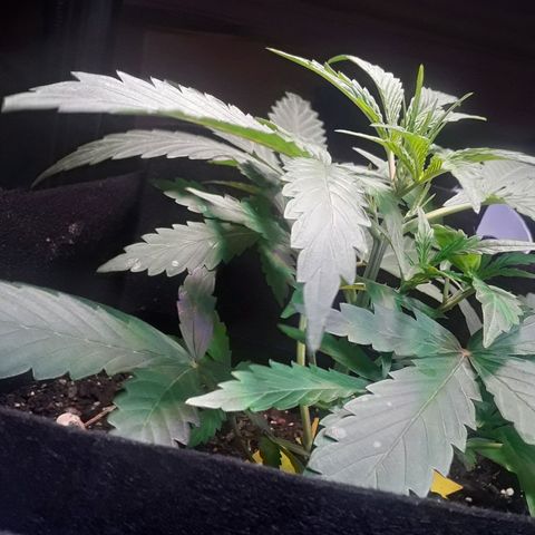 Girl Scout Cookies  growlog timeline photo