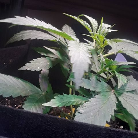 Girl Scout Cookies  growlog timeline photo