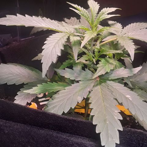Girl Scout Cookies  growlog timeline photo