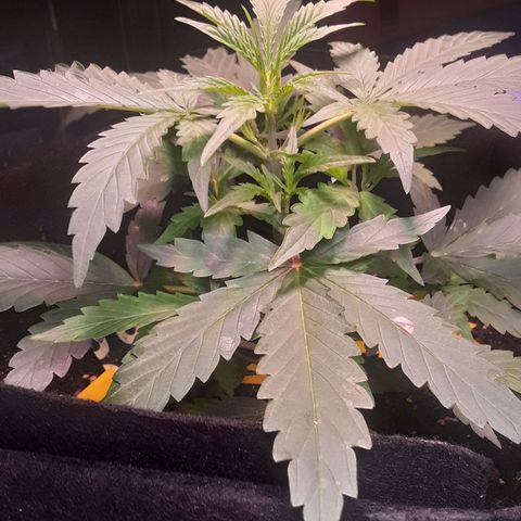 Girl Scout Cookies  growlog timeline photo