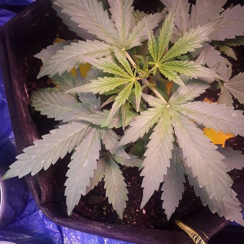 Girl Scout Cookies  growlog timeline photo