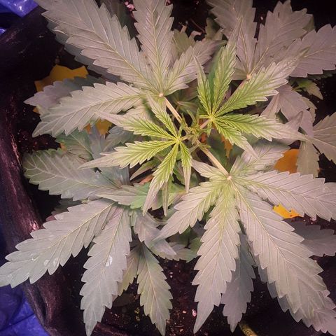 Girl Scout Cookies  growlog timeline photo