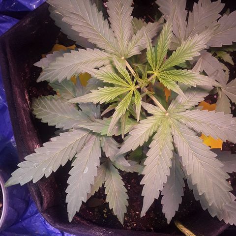 Girl Scout Cookies  growlog timeline photo