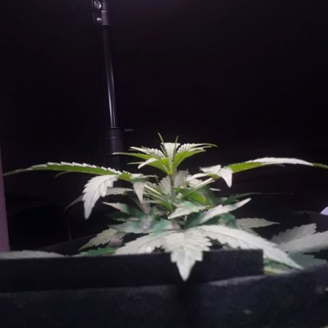 Girl Scout Cookies  growlog timeline photo
