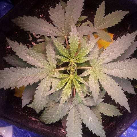 Girl Scout Cookies  growlog timeline photo
