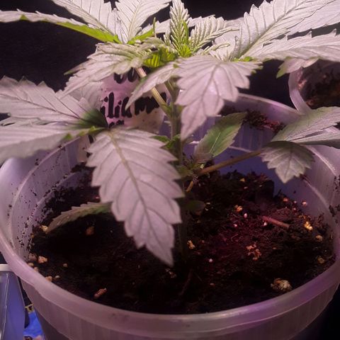 Kilimanjaro  growlog timeline photo