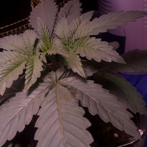 Kilimanjaro  growlog timeline photo