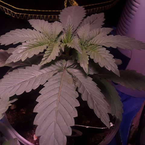 Kilimanjaro  growlog timeline photo
