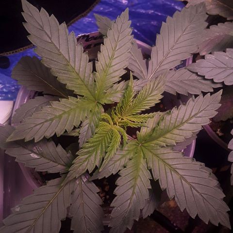 Kilimanjaro  growlog timeline photo