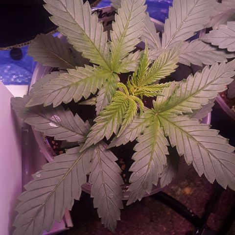 Kilimanjaro  growlog timeline photo