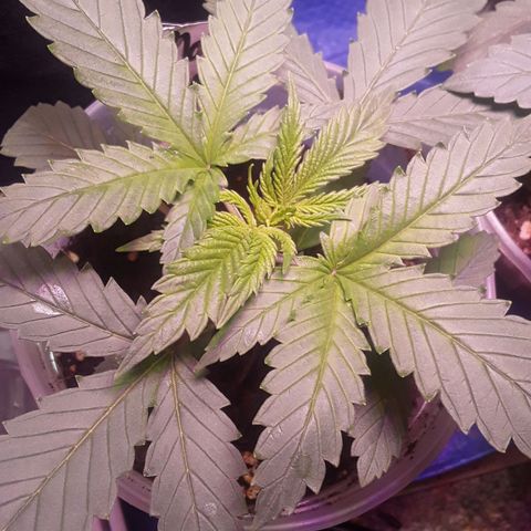 Kilimanjaro  growlog timeline photo