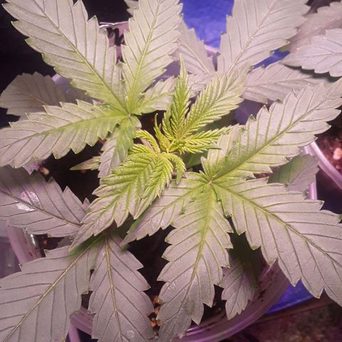 Kilimanjaro  growlog timeline photo
