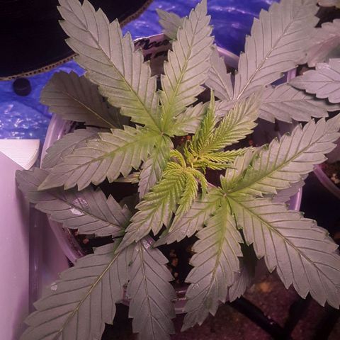 Kilimanjaro  growlog timeline photo