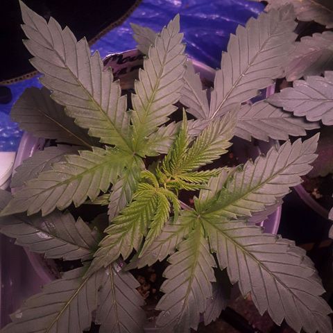 Kilimanjaro  growlog timeline photo