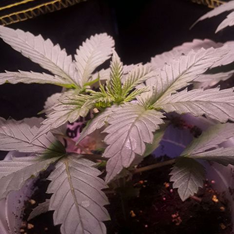 Kilimanjaro  growlog timeline photo