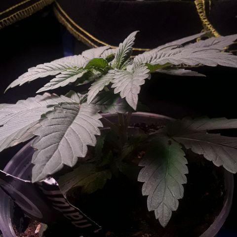 Bubba Haze  growlog timeline photo