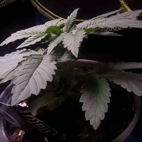 Bubba Haze  growlog timeline photo