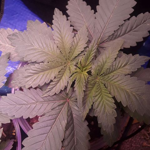 Bubba Haze  growlog timeline photo