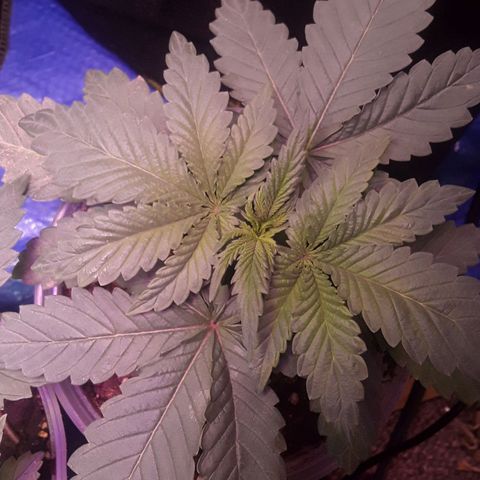 Bubba Haze  growlog timeline photo