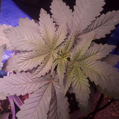 Bubba Haze  growlog timeline photo