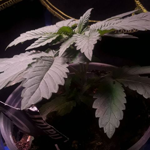 Bubba Haze  growlog timeline photo