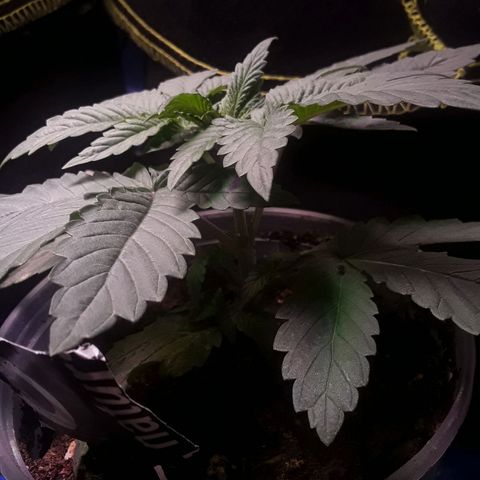 Bubba Haze  growlog timeline photo
