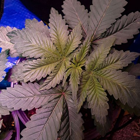 Bubba Haze  growlog timeline photo