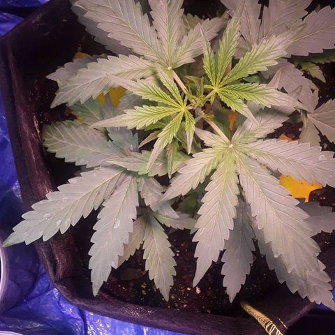 Girl Scout Cookies  growlog timeline photo