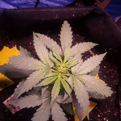 Gorilla Glue Auto  growlog timeline photo