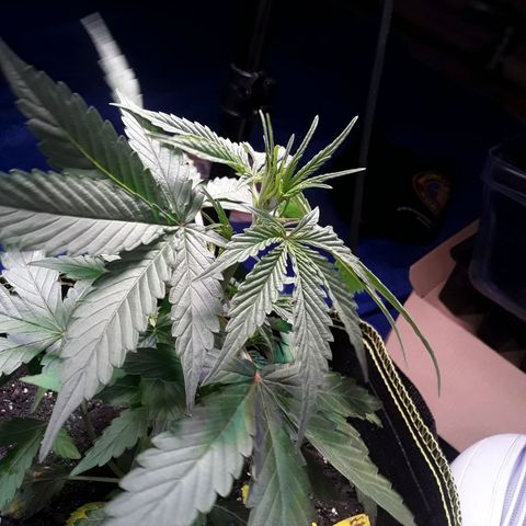 Gorilla Glue Auto  growlog timeline photo