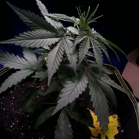 Gorilla Glue Auto  growlog timeline photo